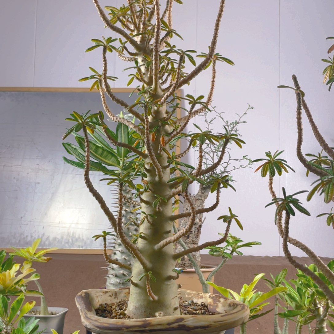 8月8日直播间福利巨流桑不退换