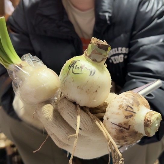 小青龙 +魅力四射+展示大师籽播苗组合3 开花可能变异无售后