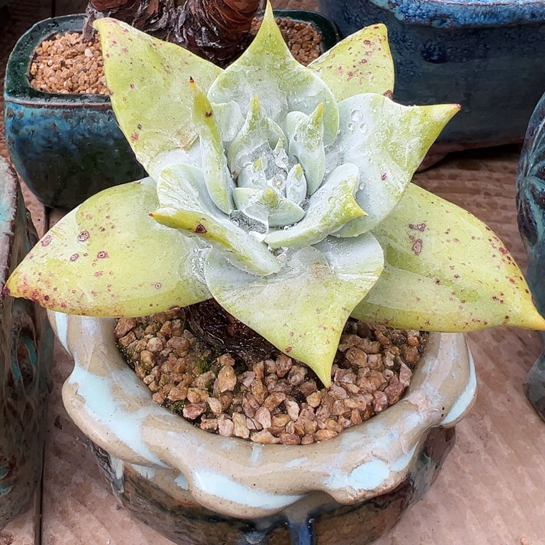 7698雪山仙女杯多肉