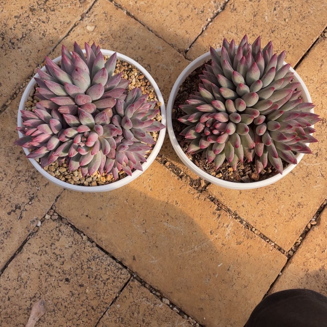 车里子。  两颗。    