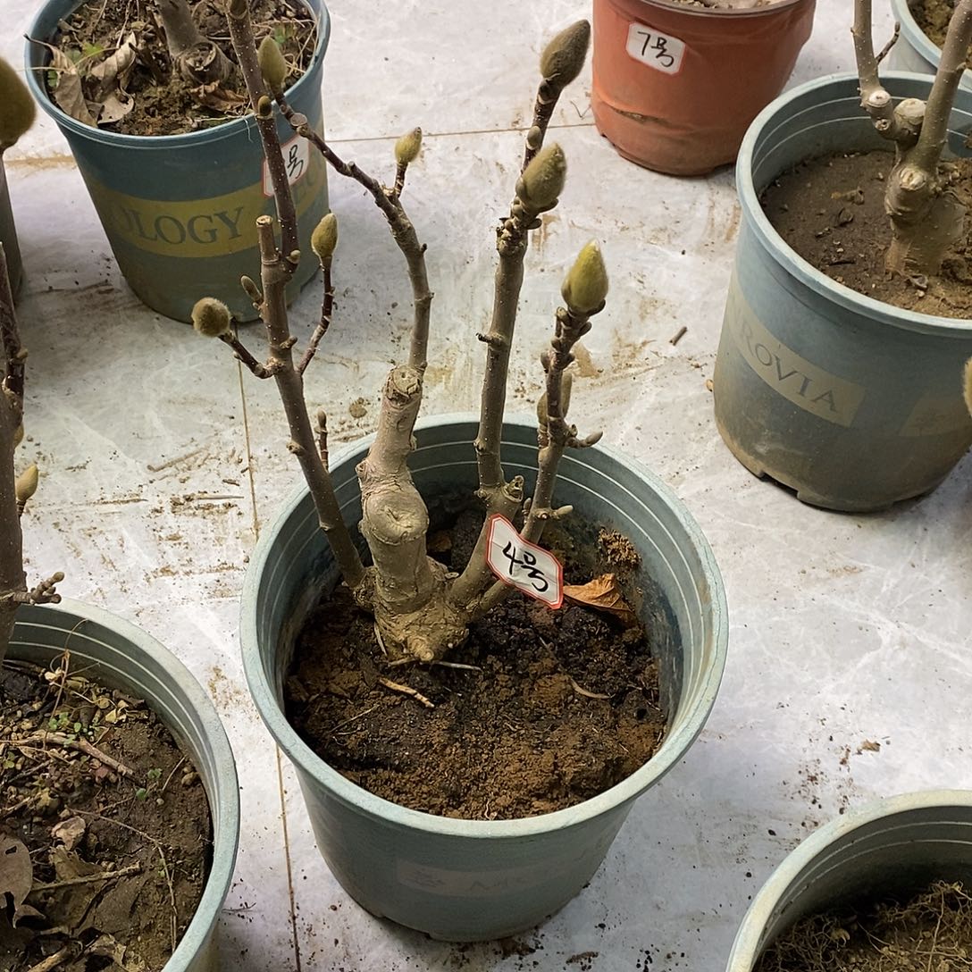 完全开放玉兰基地