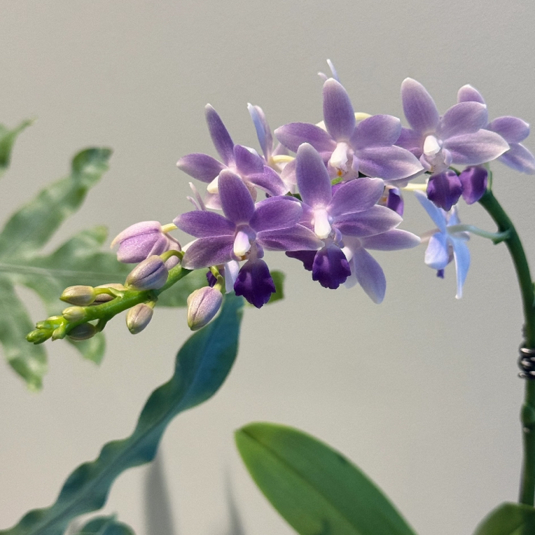 蓝星蝴蝶兰成熟苗发货碳棉养殖