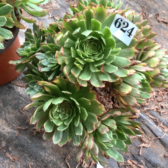 多肉植物玉兔624