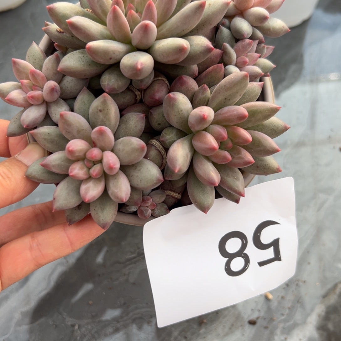 猴***精58、更是很喜欢好吃好吃