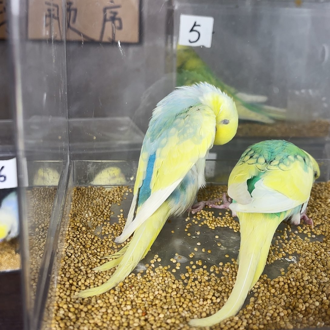 享****虎皮鹦鹉金彩一只
