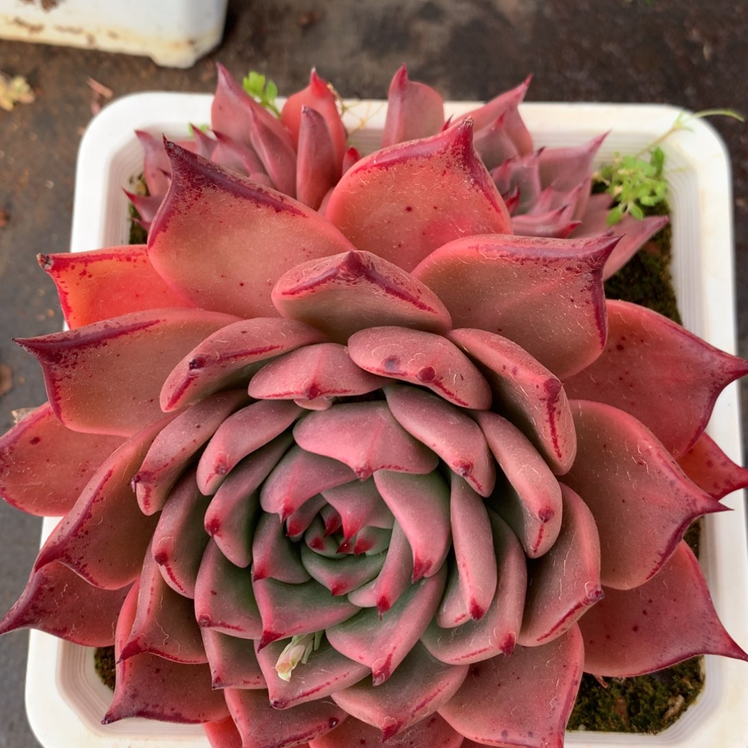 264杂交多肉12冠幅