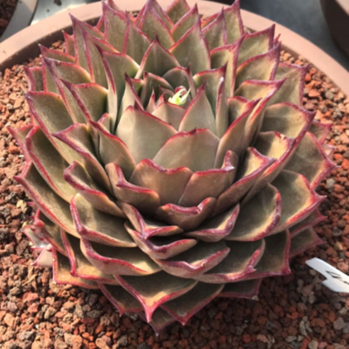 404号多肉植物星星多肉一物一拍