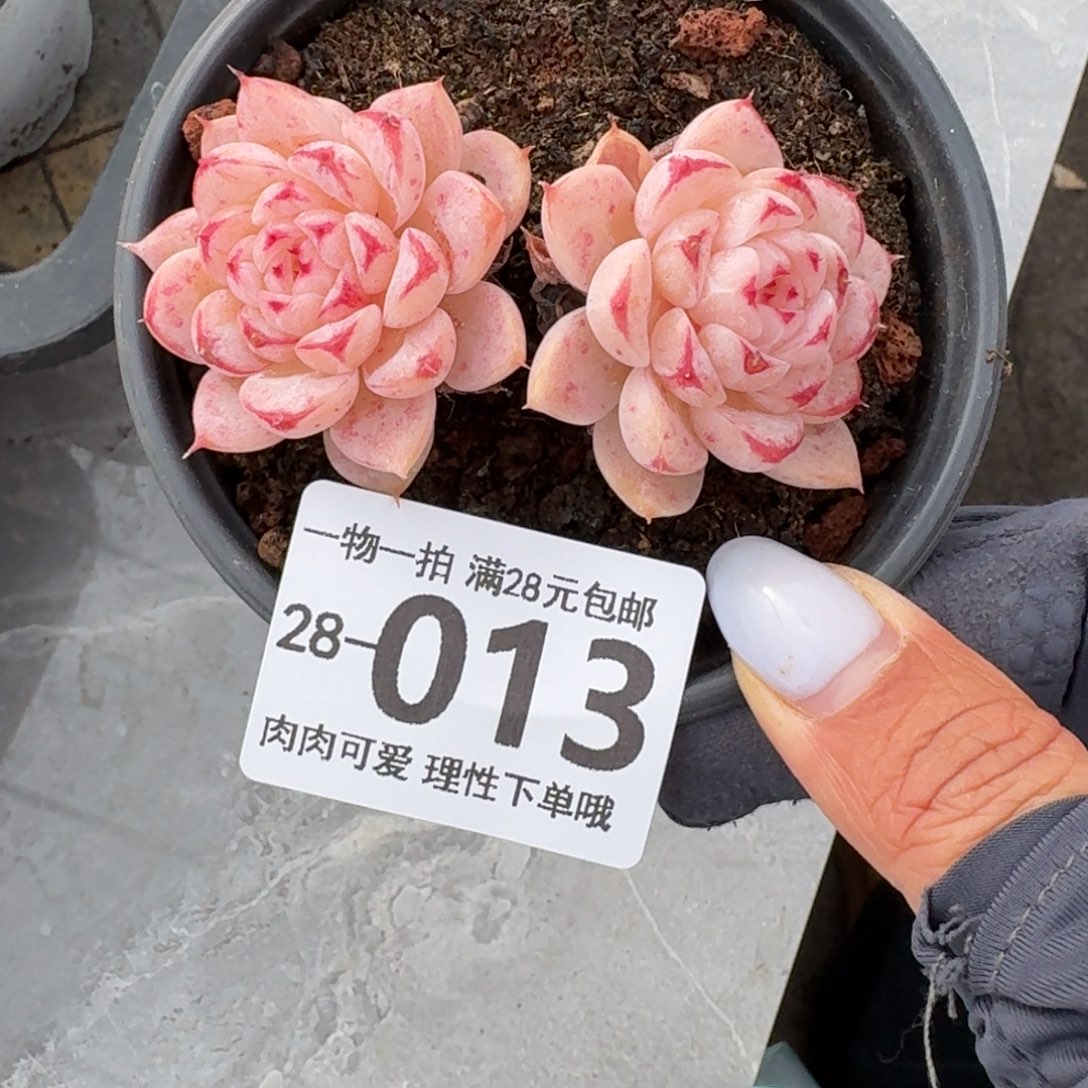 天鹅绒无盆土发货无盆