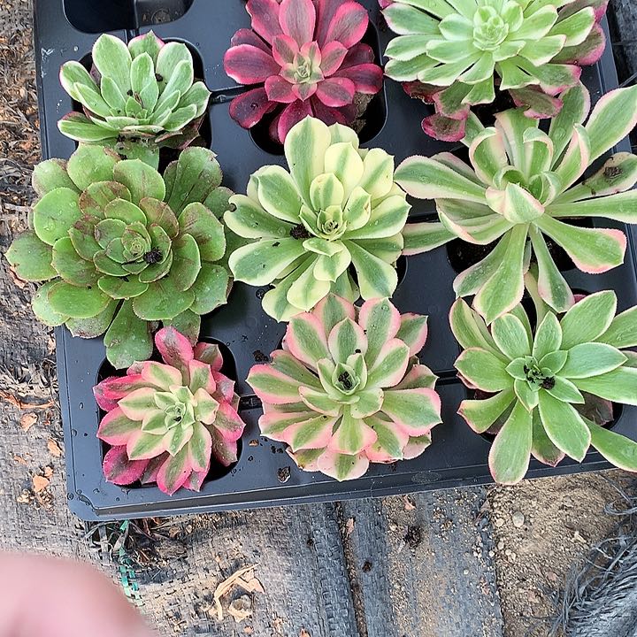 908法师单头10棵多肉植物