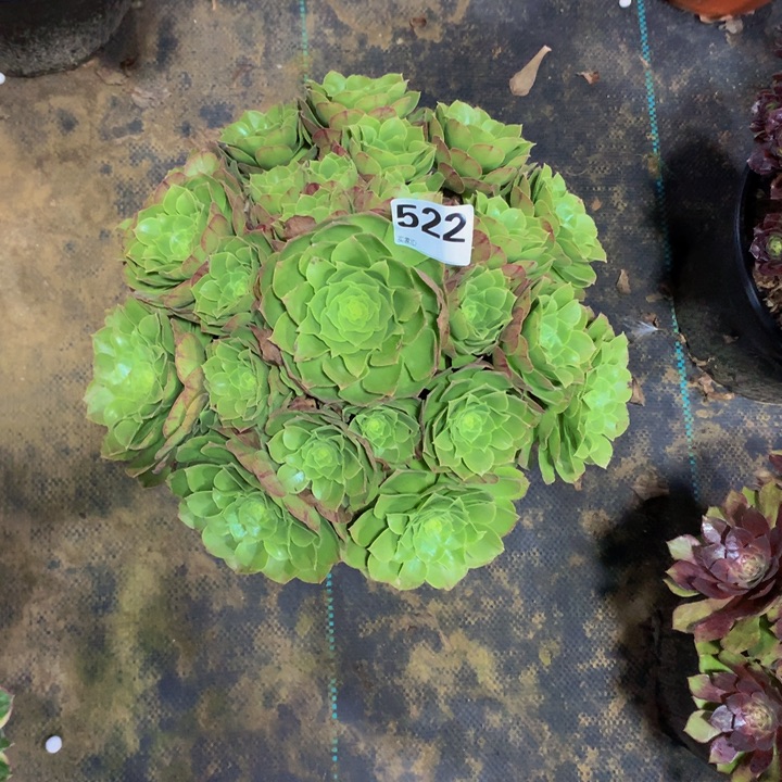 洪***远无花朵圣5220000000 