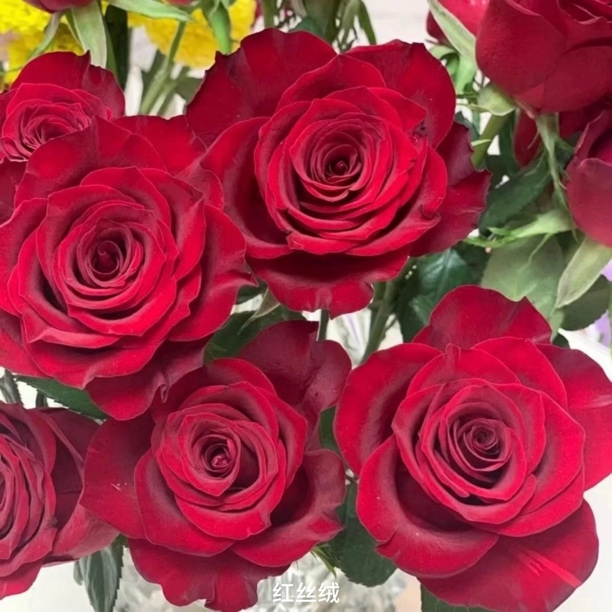 【红丝绒】红色大花丰花勤花扦插盆栽月季！