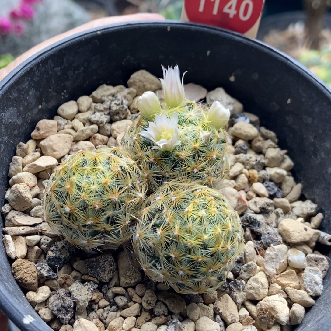 明星群一颗仙人球，