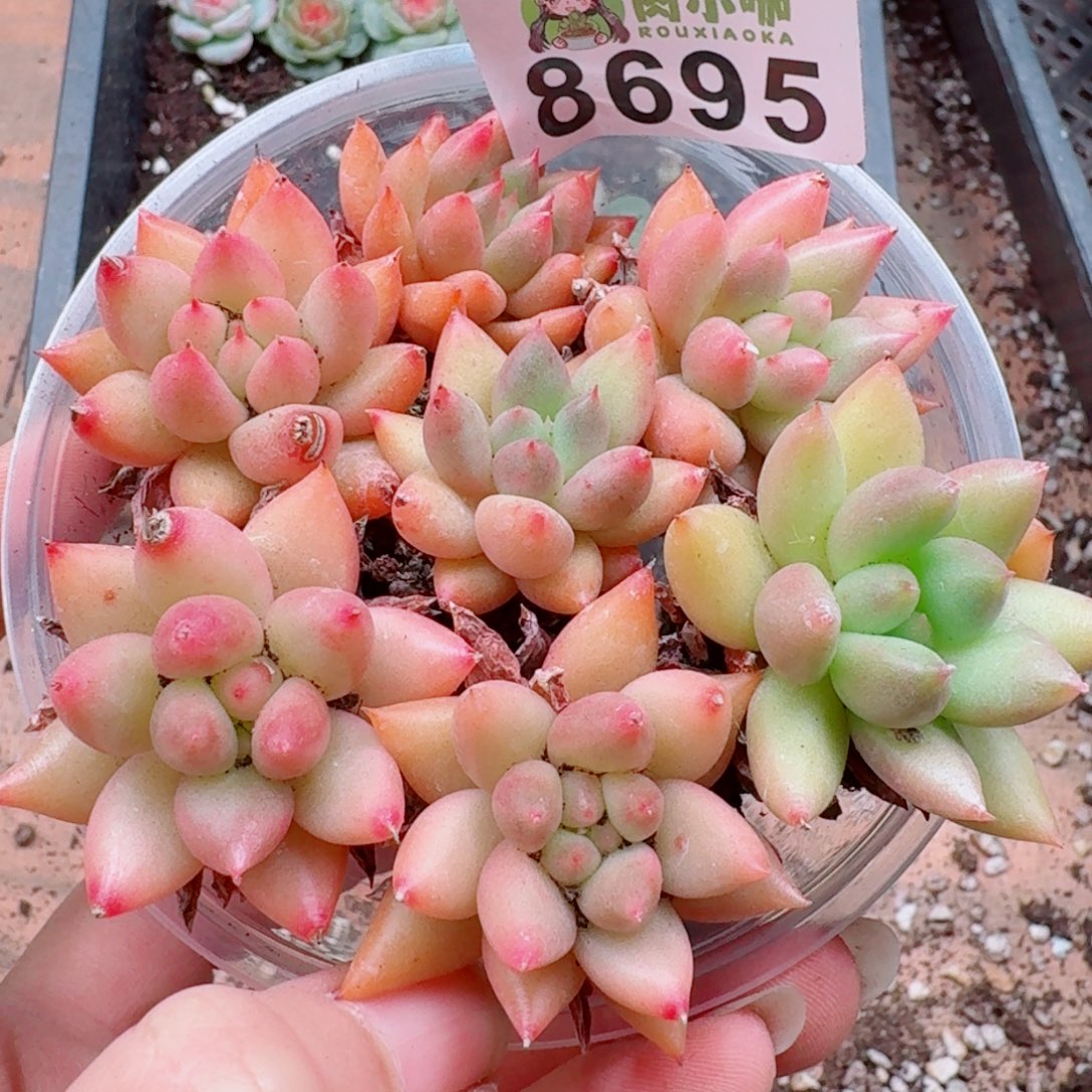 多肉植物多肉植物