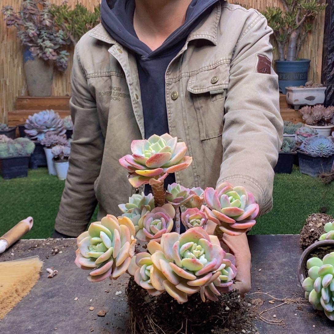 舍*F179号白月光老桩