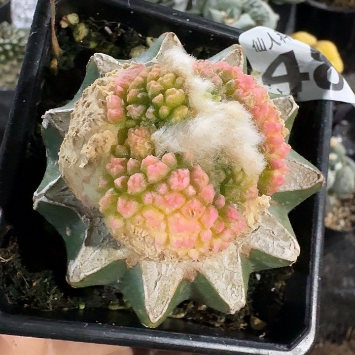无花朵481荔枝尤哥斯拉锦
