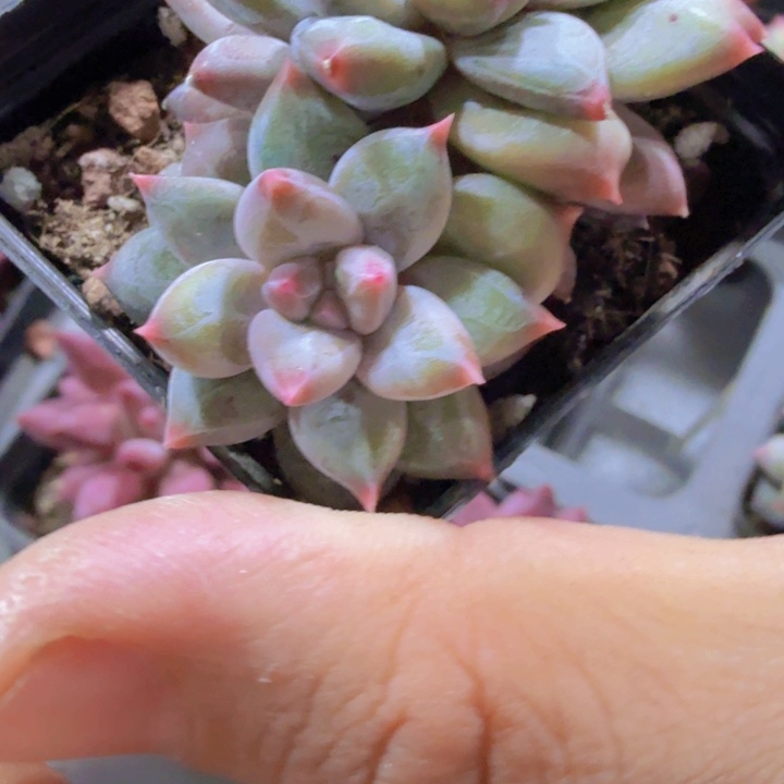 韩版幻影美人双头一颗