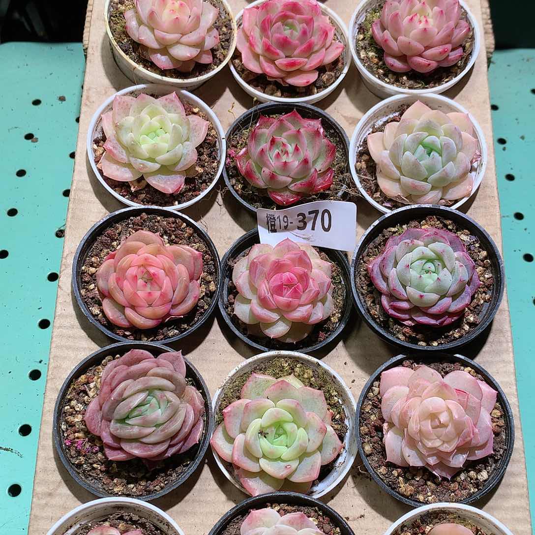 19-370一物一拍带盆18颗