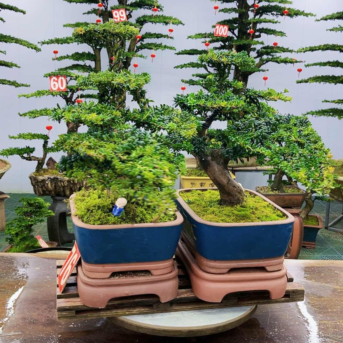 【闪购商品】罗汉松盆景艺术展演