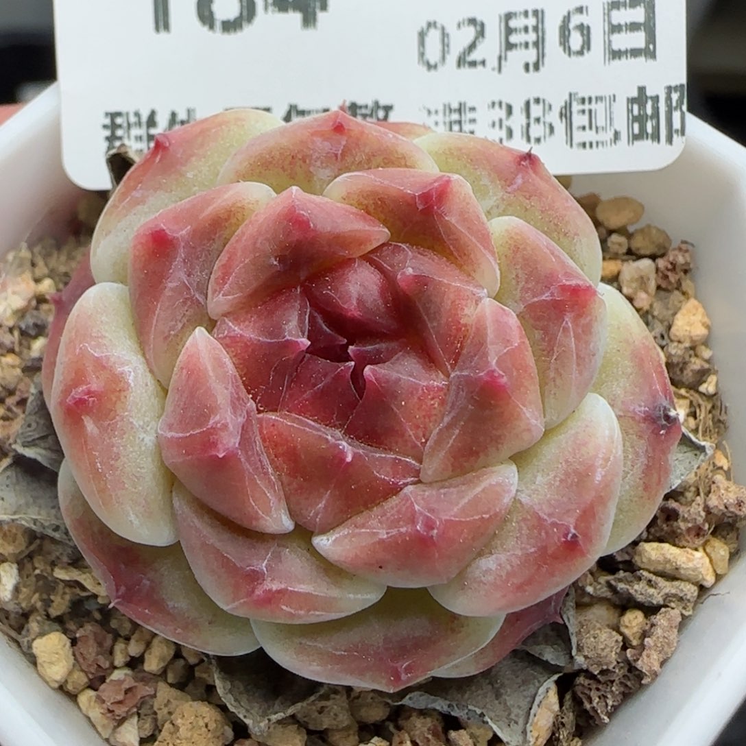 0206-184秘境冰魄