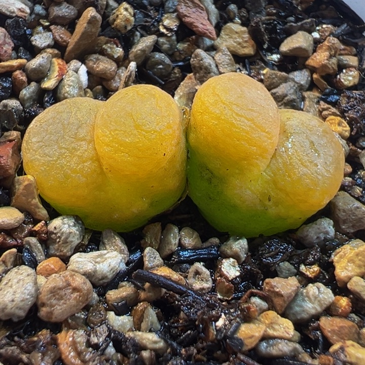 741多肉植物种类多样