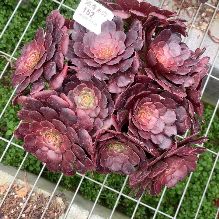 152黑萝莉多肉植物