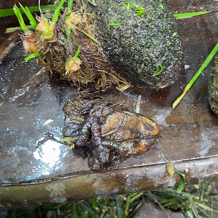 潇***宝无花朵石菖蒲在哪啊
