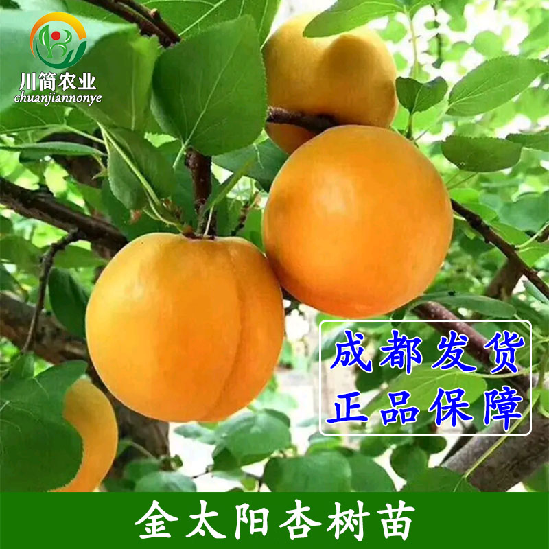 嫁接杏子树苗金太阳杏南北种植四川热销果树苗盆栽地栽