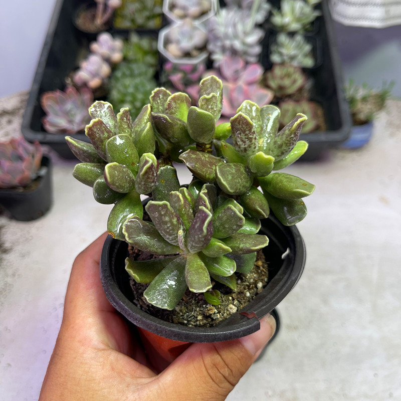 （满9.9元包邮）大盆库博水泡厘米左右多肉植物