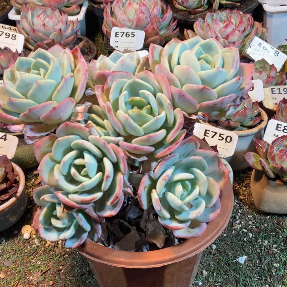 白月光多肉植物保护