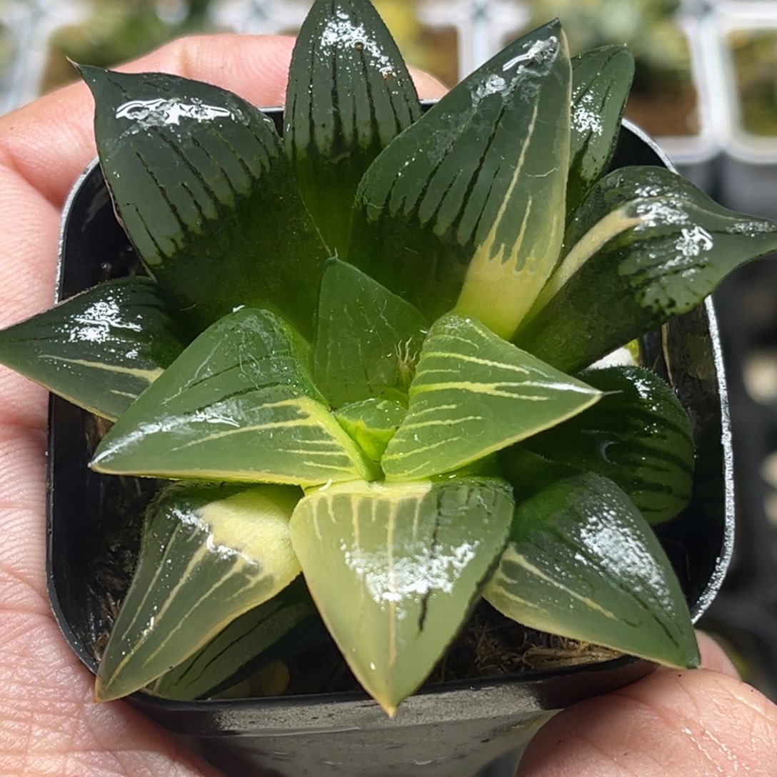 222红纹寿锦头家多肉十二卷