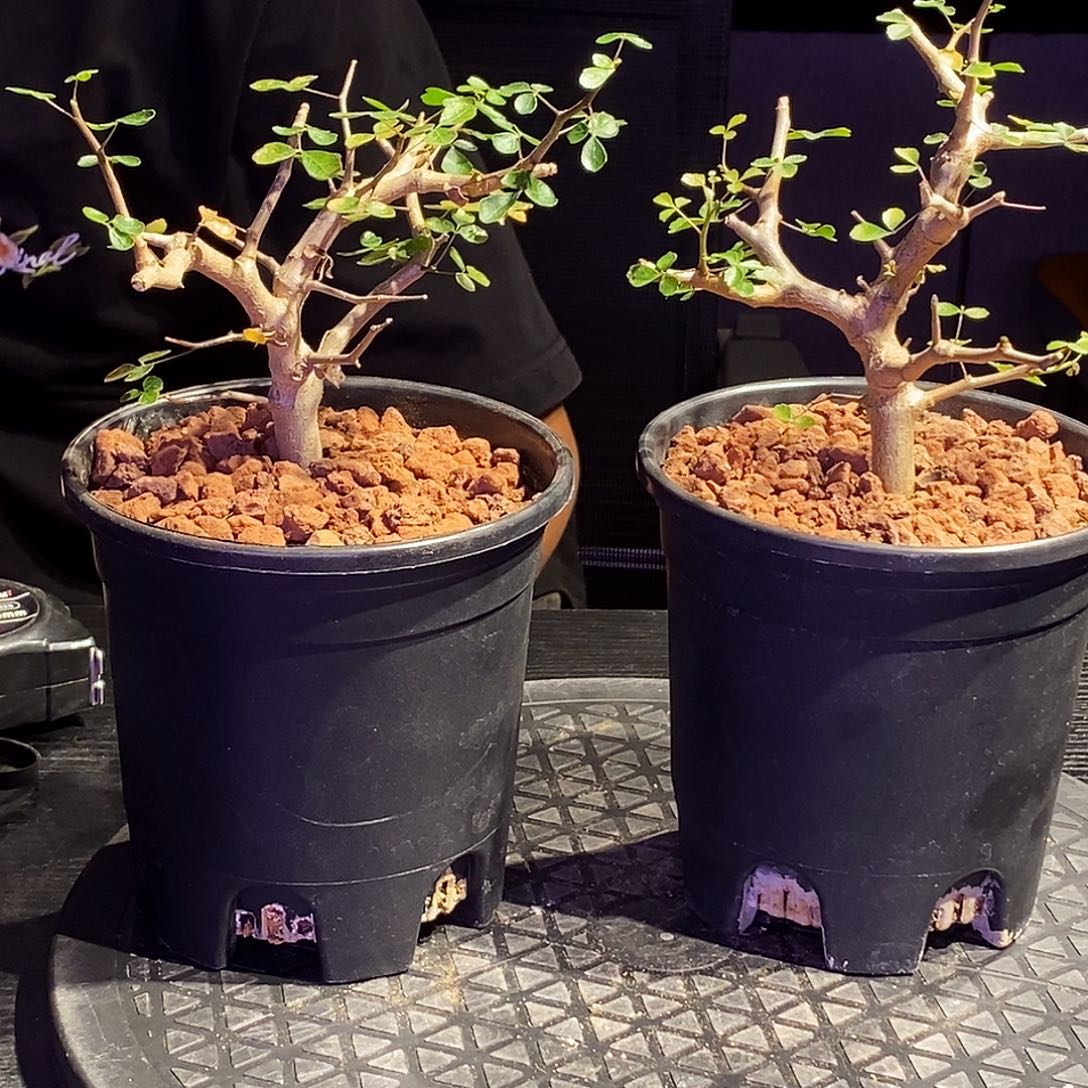 波叶没药一个一个