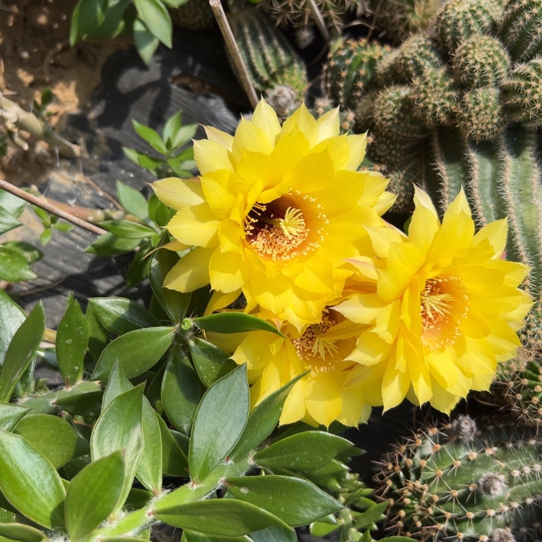 彩草仙人球仙人掌75