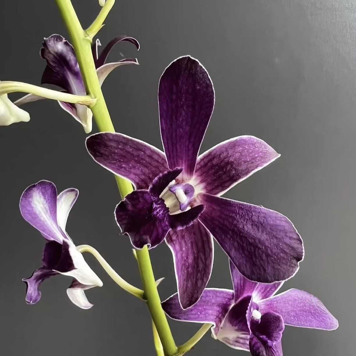 紫罗兰【秋石斛】紫色白边爆花耐热好养花期长  云南鲜花绿植