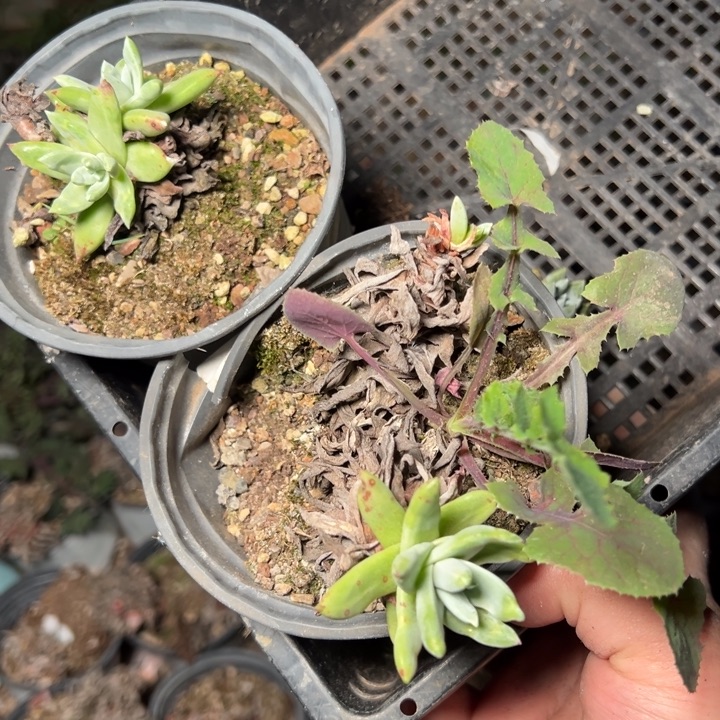 549哈哈哈哈哈哈多肉