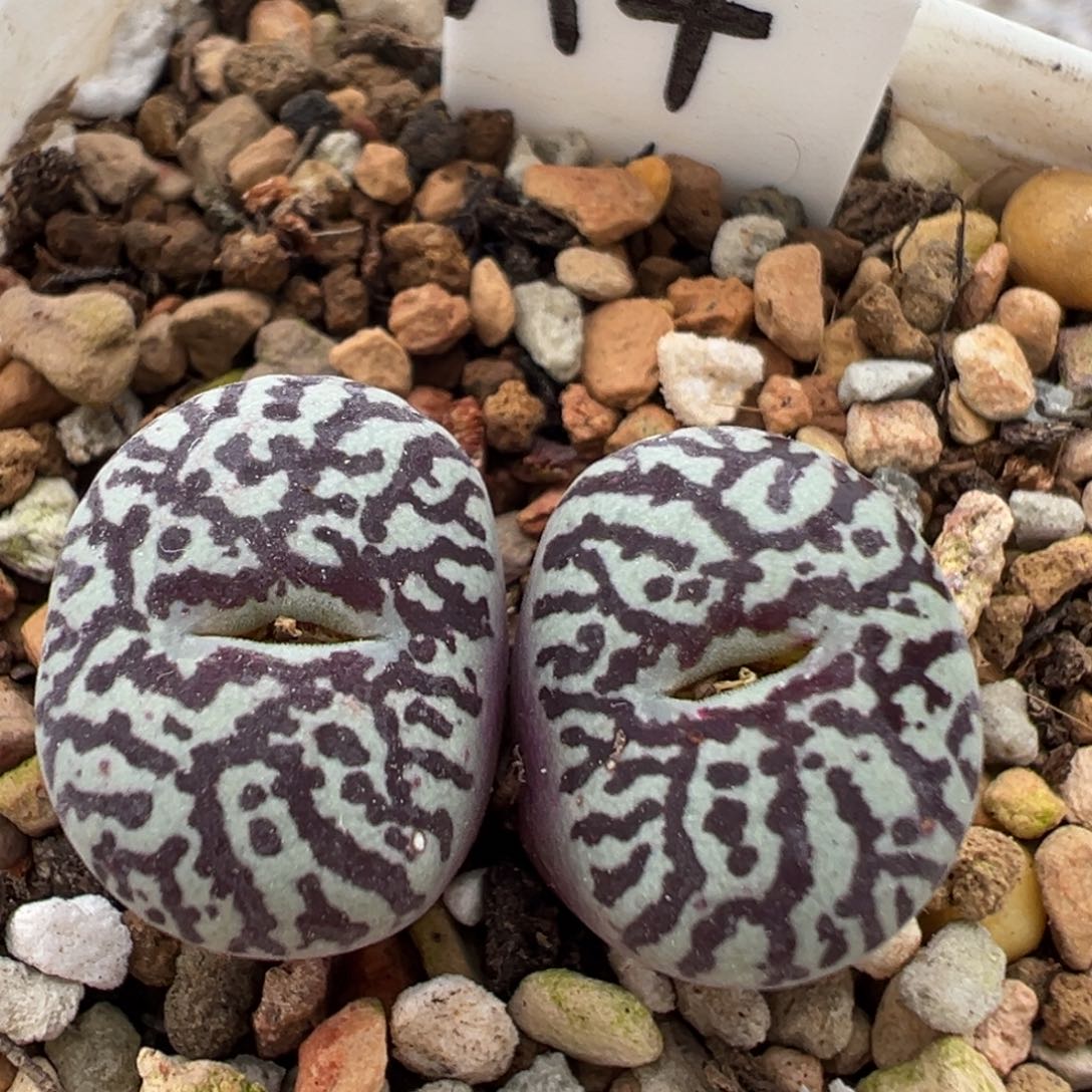 2304多肉植物百科墨