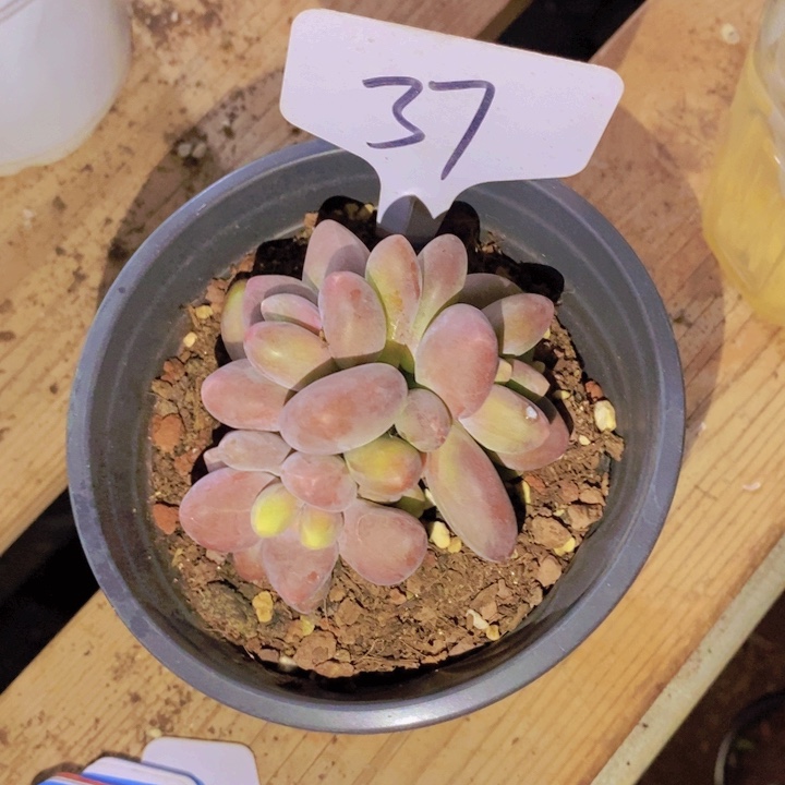 莓*汽在家里面吃饭的吗怎么