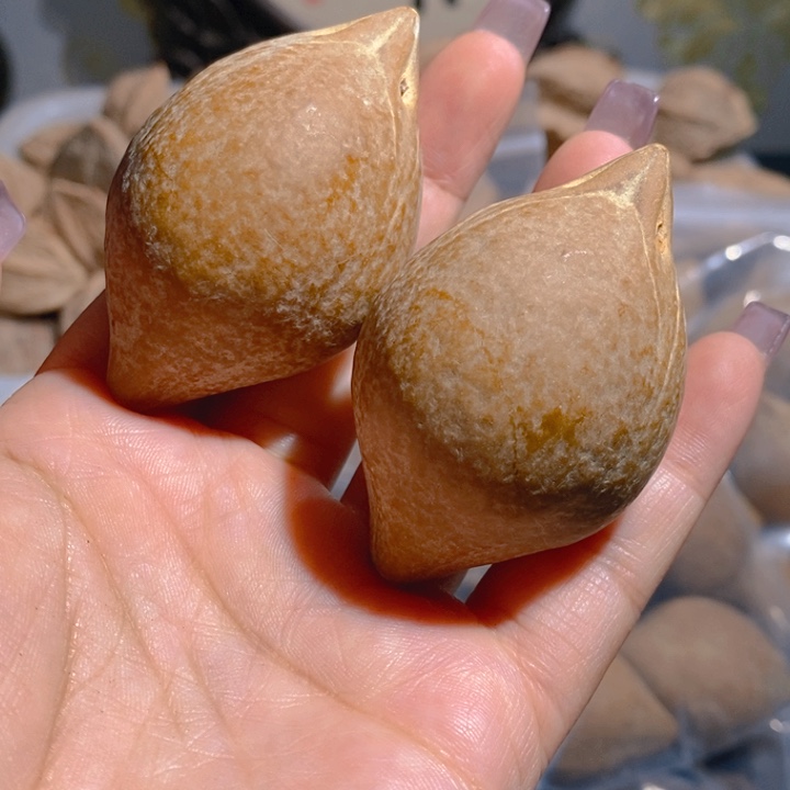 野生巴西大橄榄核