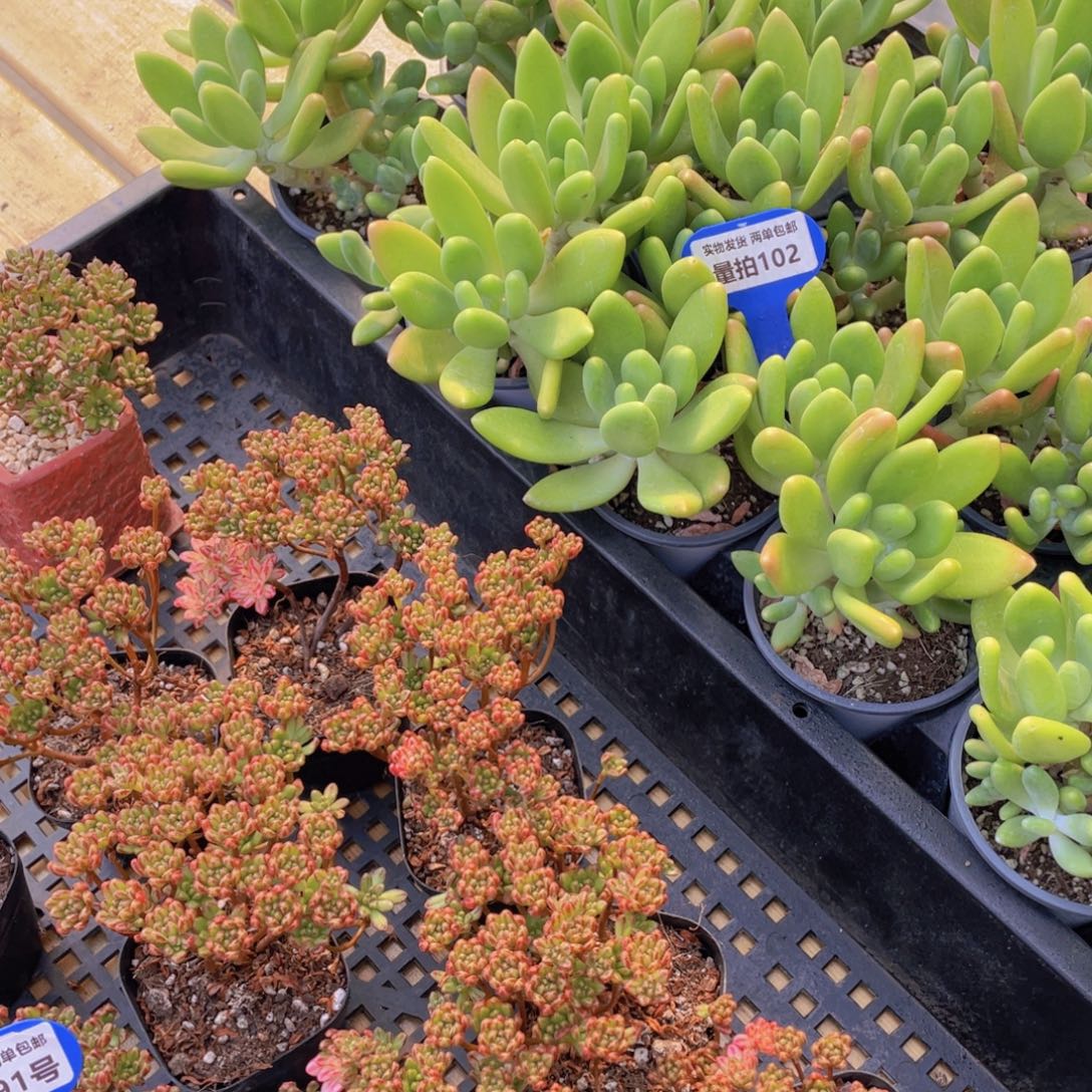 量拍102号 金蝉双头起高腿➕小人祭群生高腿