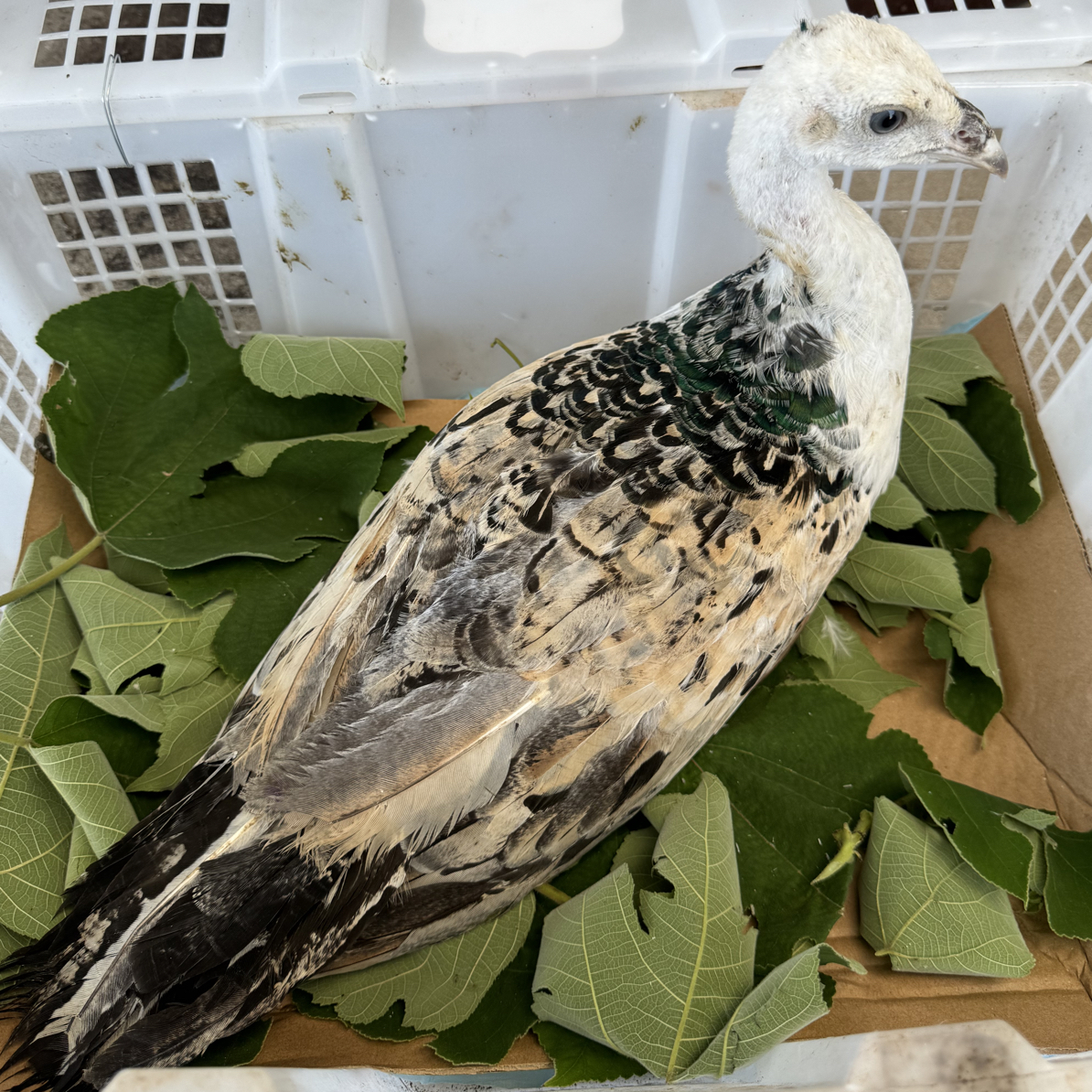 宠物活体观赏鸡异色变异黑肩可家养 顺丰包邮包活