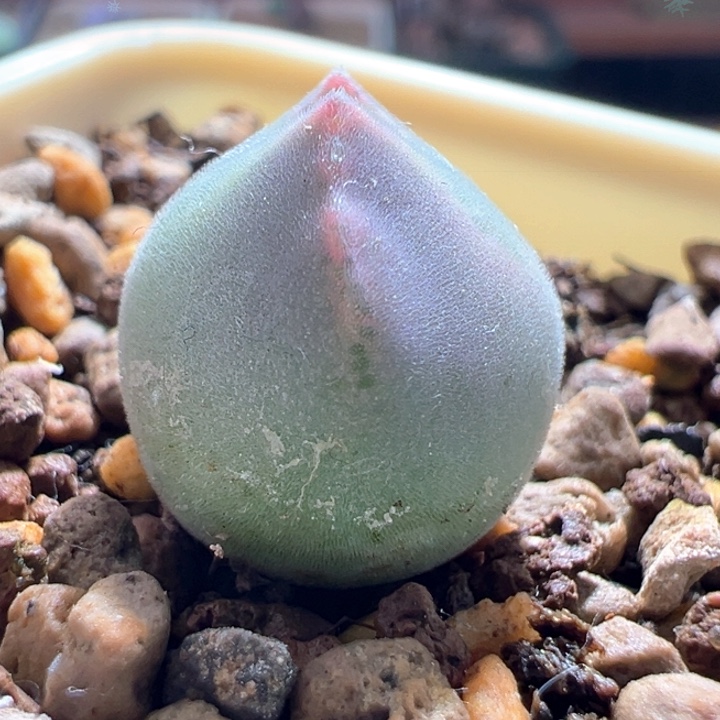 w263。优选青蛙3年特胖肚子大眼睛空蝉88折后价