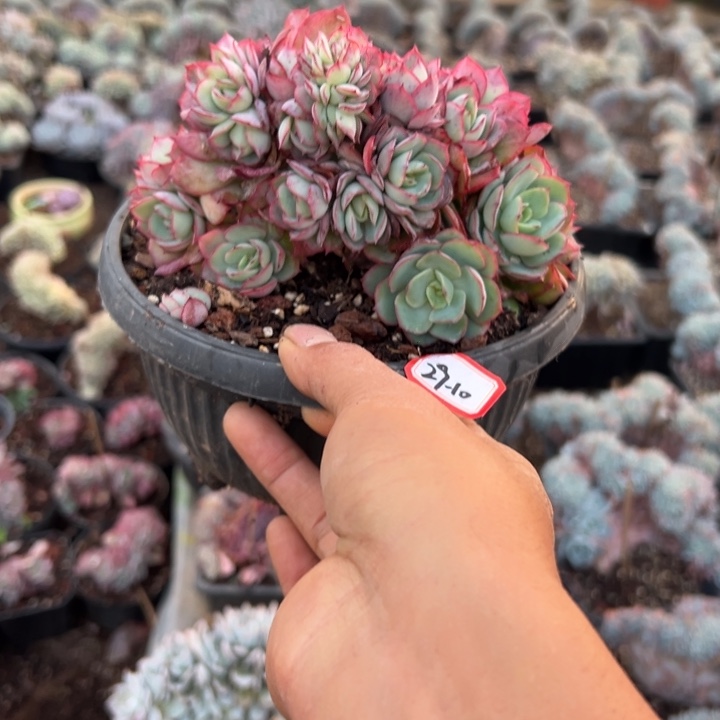 做***…精品多肉植物老桩牡丹亭缀