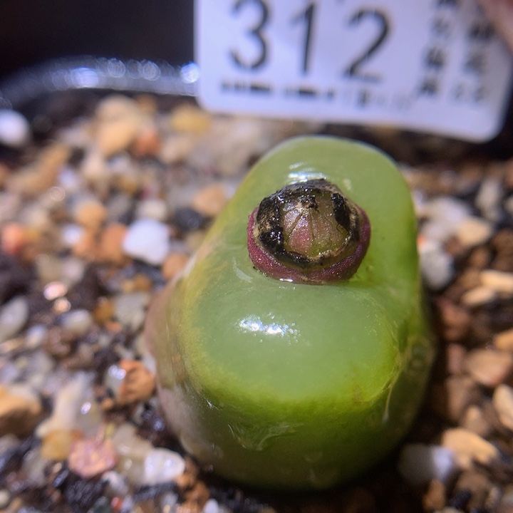 精品生石花214.312