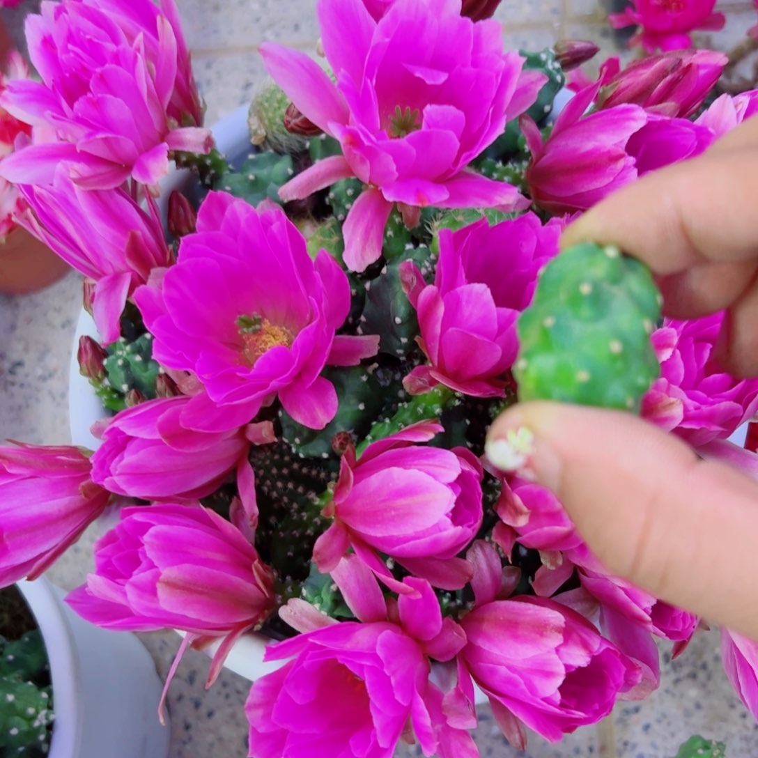 下72水仙情郎软2个歪无根侧芽2一3公分左右20包邮
