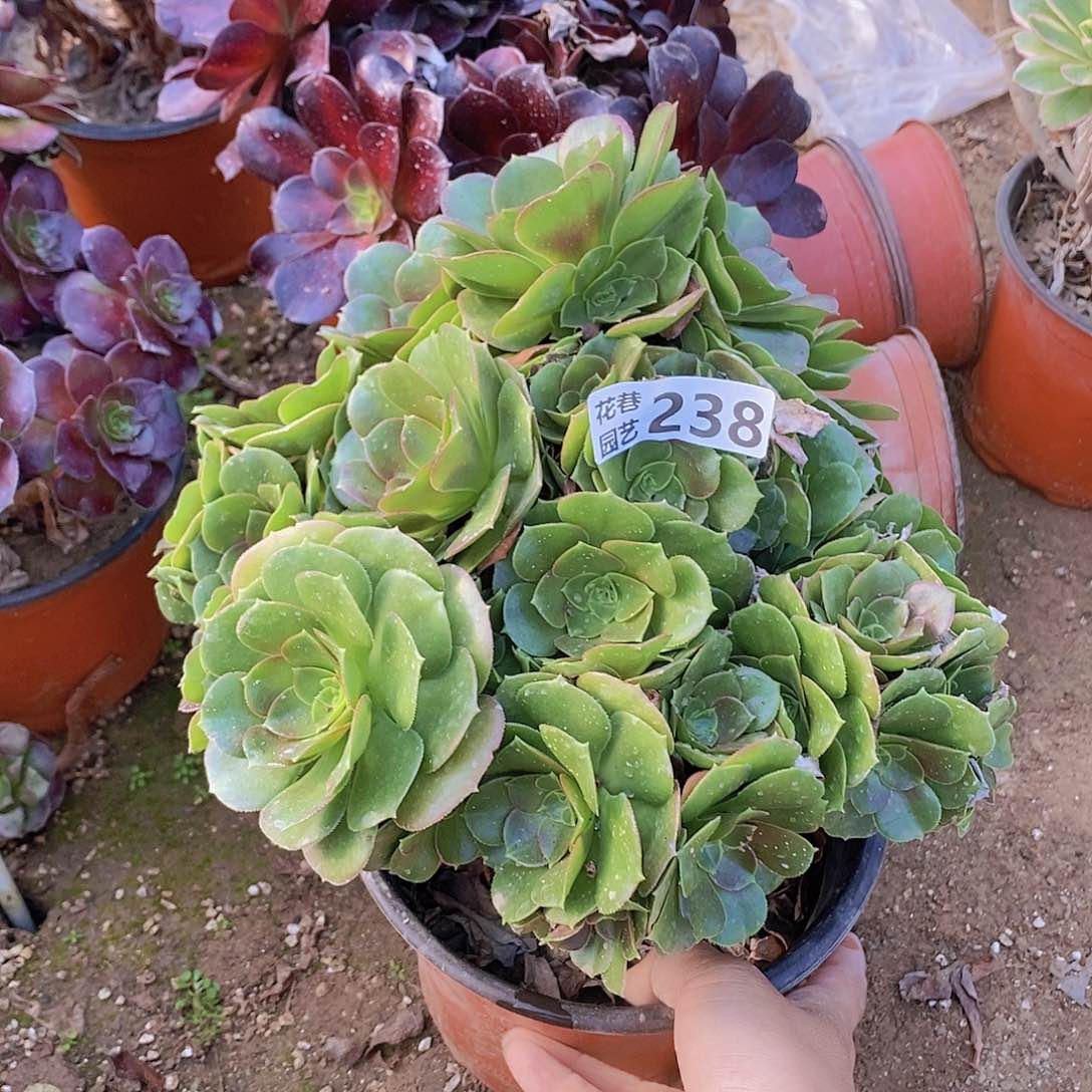238 号一物一拍多肉植物