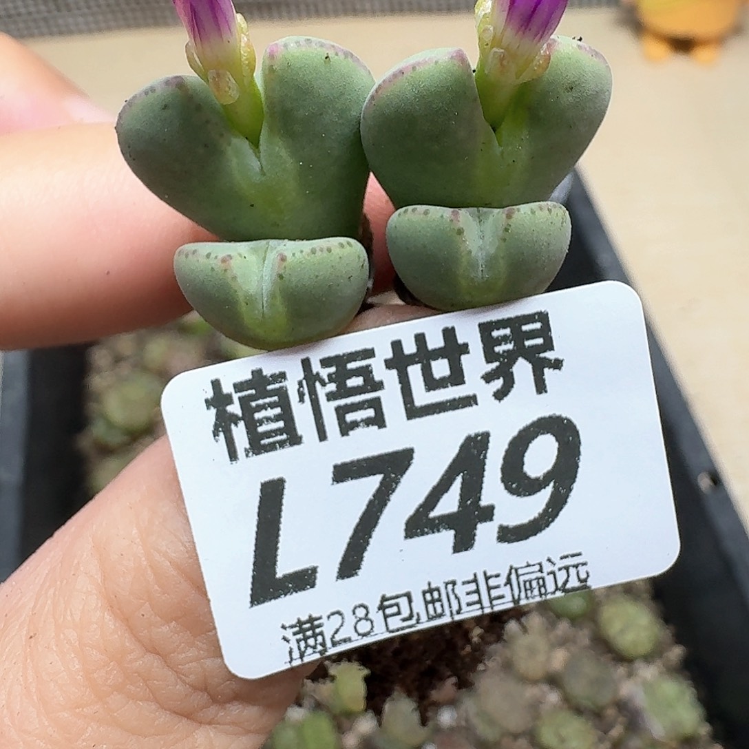 多肉植物的润泽地是c