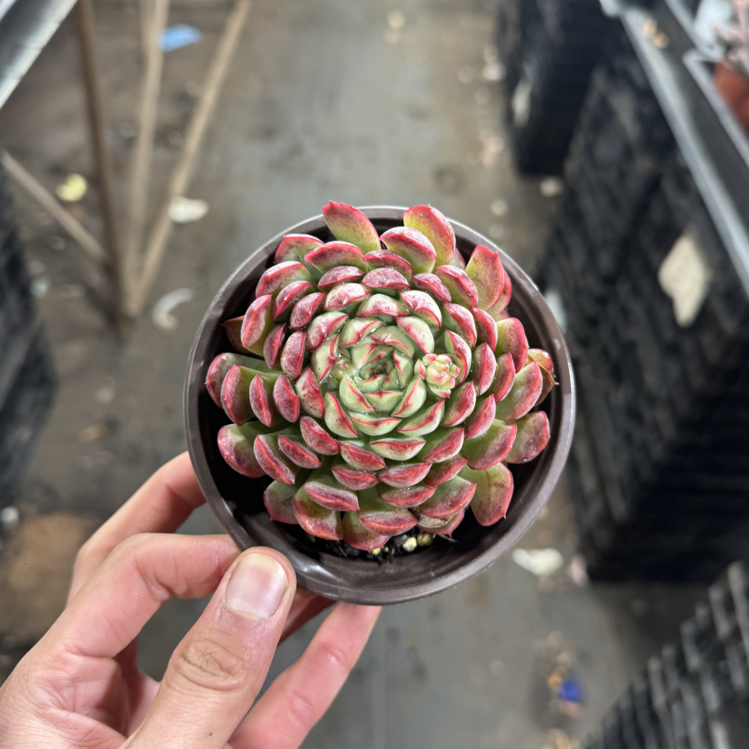  【任意两单包邮】梦幻玫瑰阳台办公室庭院老桩盆栽多肉植物