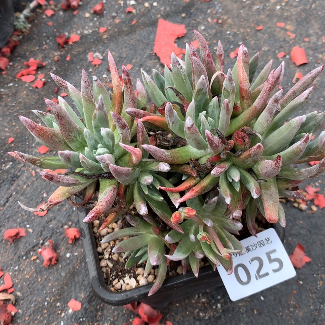 霜*?棒叶瑕疵出不售后，2月8日发货