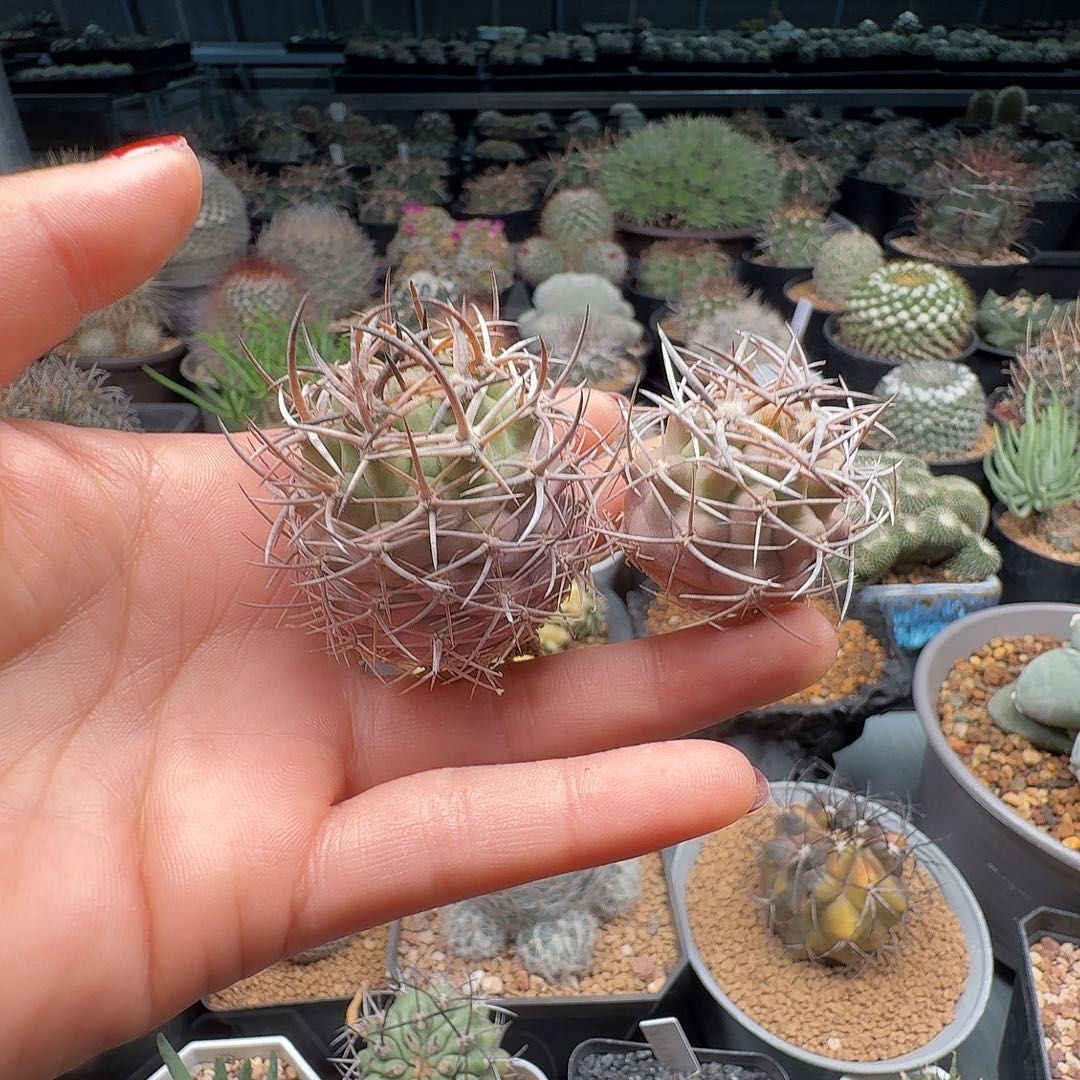 y***y实生极光球两颗裸根发货