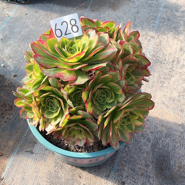 奶白锦628法师多肉