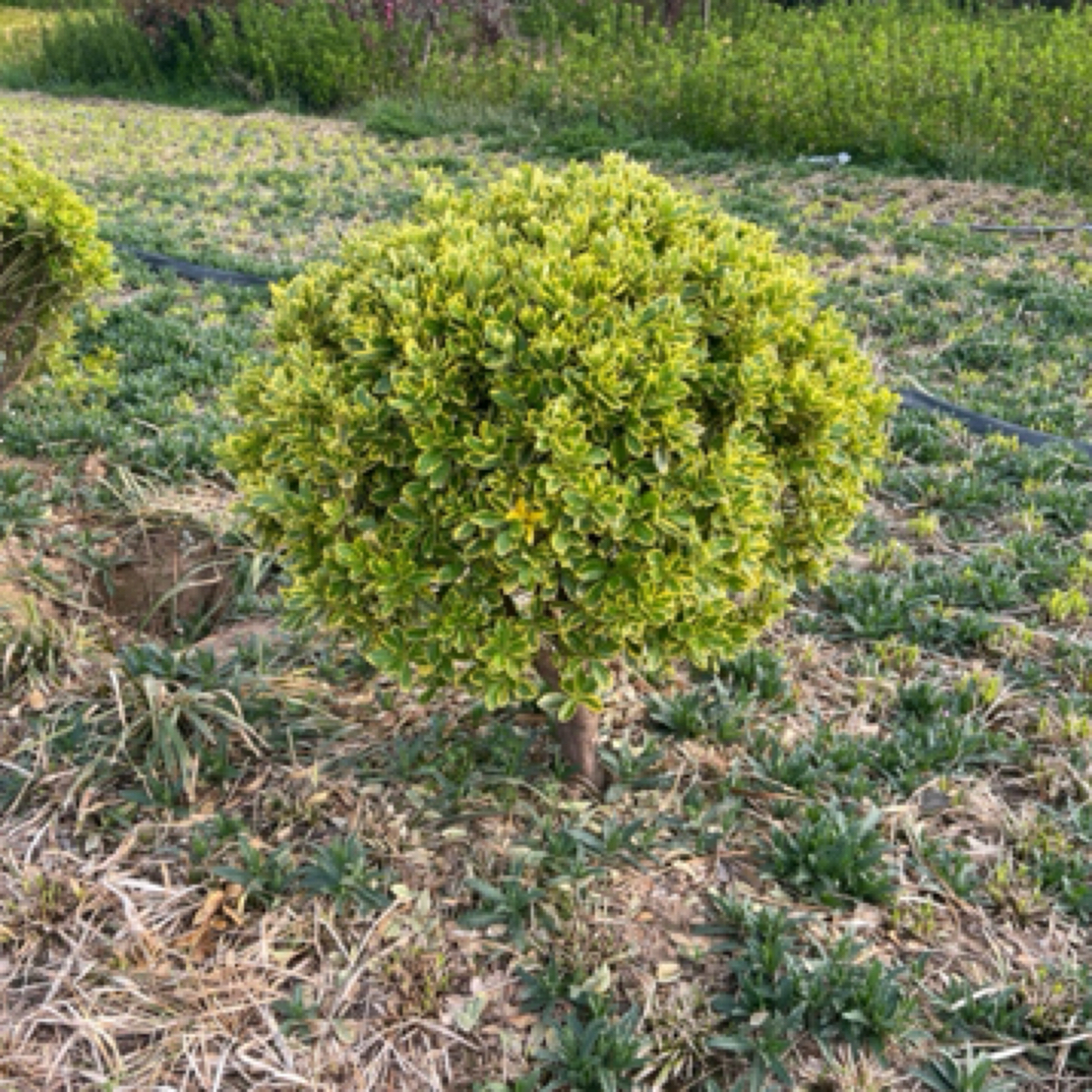 金边黄杨苗庭院绿化四季常青耐寒好养活观叶冬青篱笆常绿树苗